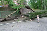 Upsal St Tree Removal